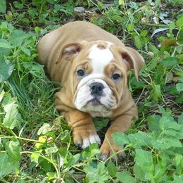 Kenzie - Fawn and white female Bulldog puppy in Clarinda, Iowa from Stimson Bulldogs