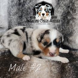 Boy 2 - Blue merle male Australian Shepherd puppy in Harpers Ferry, Iowa from Wexford Creek Aussies, LLC