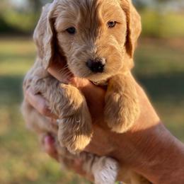 Goldendoodle Puppies from Central Kentucky Goldendoodles