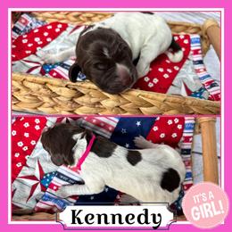 Kennedy - Liver roan female German Shorthaired Pointer puppy in Spotsylvania Courthouse, Virginia from Ambitious Acres Kennels