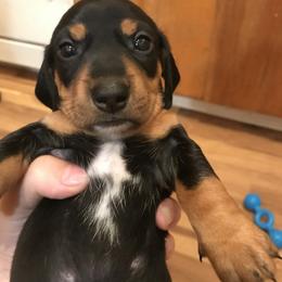 Dachshund Puppies from Hursh’s Hounds