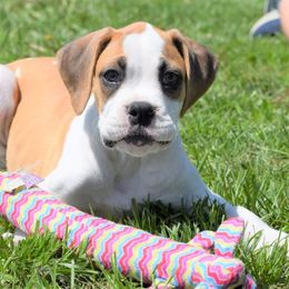 Boxer Puppies from Keims Royal Boxers