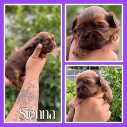 Sienna - Red female Shih Tzu puppy in Chico, California from North State Shih tzus