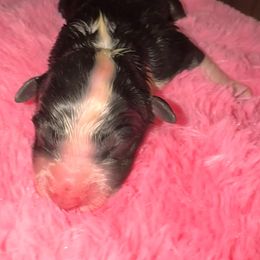 Midnight - Black tri-color male Australian Shepherd puppy in Chaplin, Connecticut from Mystic Moon