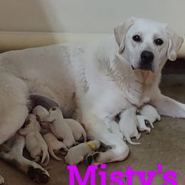 Misty - Labrador Retriever