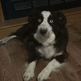 Zoey - Miniature Australian Shepherd