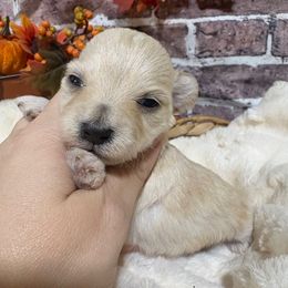 Chanel - Wheaten female Miniature Schnauzer puppy in Lufkin, Texas from C&K’s Schnauzer House