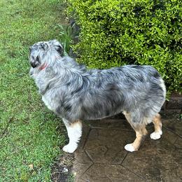 Raya - Miniature Australian Shepherd