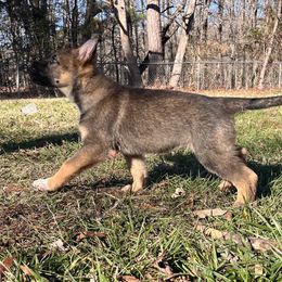 German Shepherd Puppies from Grassroots German Shepherds