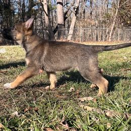 German Shepherd Puppies from Grassroots German Shepherds