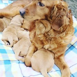 Goldendoodle and Golden Retriever Puppies from Snow Peak Kennels