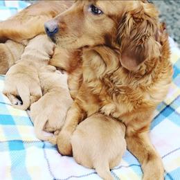 Goldendoodle and Golden Retriever Puppies from Snow Peak Kennels