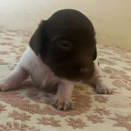 Rosie - Piebald female Dachshund puppy in Sharon Springs, New York from Show Us The Way Homestead