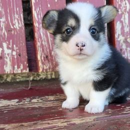 Milo - Black and tan male Pembroke Welsh Corgi puppy in Anton, Texas from X Bar's Lil Legs of Texas