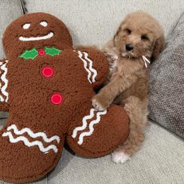 Light Pink - Apricot female Goldendoodle puppy in Bakersfield, California from Lavish Doodles