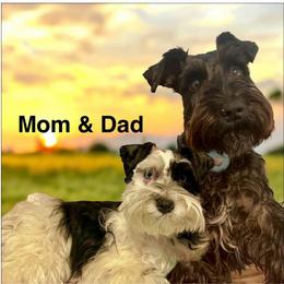 Baby Bella - Salt and pepper female Miniature Schnauzer puppy in Deltona, Florida from LIZ FANCY SCHNAUZERS