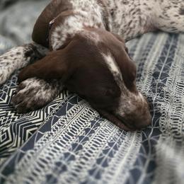 Purple Female - Liver roan female German Shorthaired Pointer puppy in Linton, Indiana from Red White and Blue Kennel