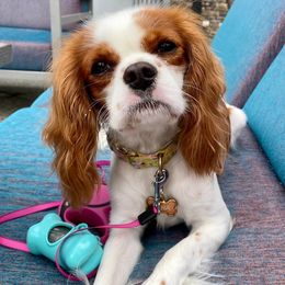 Cavalier King Charles Spaniels from Soaring with puppy love