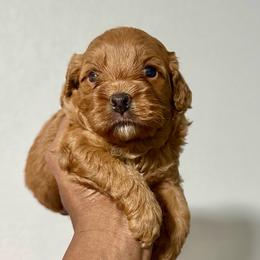 Tart - Red female Cockapoo puppy in Palm Beach County, Florida from Benji’s Cockapoos