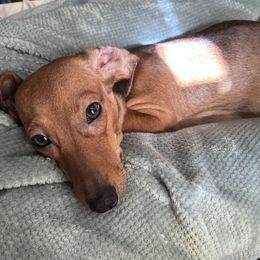 Mabel - Dachshund