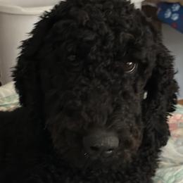 Mia - Goldendoodle