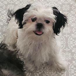 Benny - Black and white male Shih Tzu puppy in Victorville, California from RUMBLE n TUMBLE