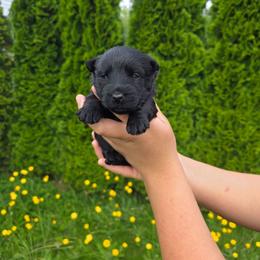 Princess Davina -Black - Black female Scottish Terrier puppy in Mount Vernon, Washington from Scottish Terrier Sandra T