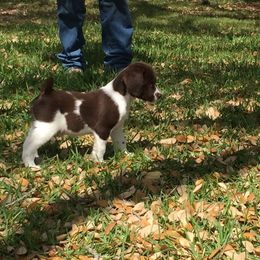 Brittany Puppies from Firefly Kennels