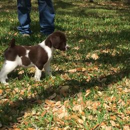 Brittany Puppies from Firefly Kennels