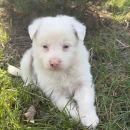 Slush Puppy - Slate merle male Border Collie puppy in Berkeley Springs, West Virginia from Sagehill Agility