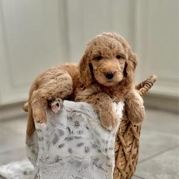 Harmony Bear- Light Purple Collar - Apricot female Goldendoodle puppy in Bay City, Texas from Charming Doods Goldendoodles