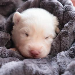 Ham - White male Siberian Husky puppy in Bly, Oregon from Hill Top Huskies
