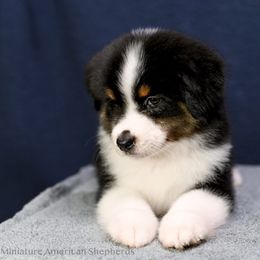 Moose - Black tri male Miniature American Shepherd puppy in Snyder, Texas from RLA Miniature American Shepherds