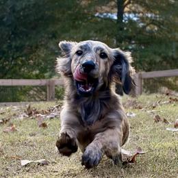 Tater Tot - Dachshund