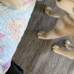 Pomsky and Siberian Husky Puppies from Pine and Sea Pomskies