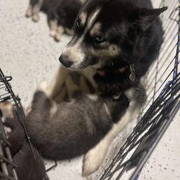 Siberian Husky Puppies from KD Husky Family