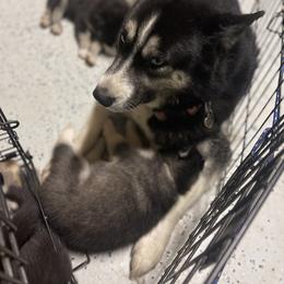 Siberian Husky Puppies from KD Husky Family