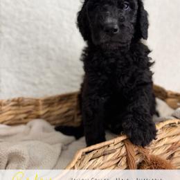Yellow Boy - Black male Goldendoodle puppy in Carthage, Tennessee from Willows Doodles