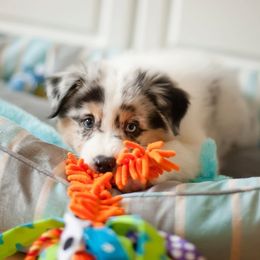 Miniature American Shepherds and Miniature Australian Shepherds from DreamCatcher Miniature American Shepherds
