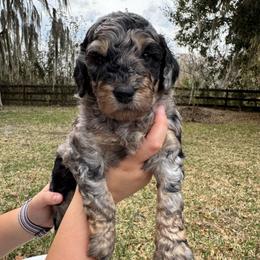 Patch - Merle male Goldendoodle puppy in Ocala, Florida from The Treasured Puppies Department