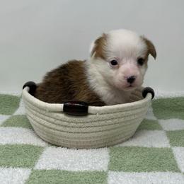 Frost - Red male Pembroke Welsh Corgi puppy in Waco, Texas from The Comma Corgis