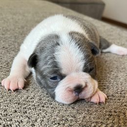 Daisy - Seal and white female Boston Terrier puppy in Red Bluff, California from Sugar Baby Bostons