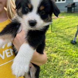 Miniature Australian Shepherd Puppies from Finnigan Farms Aussies