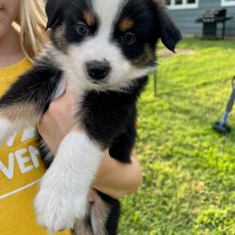 Miniature Australian Shepherd Puppies from Finnigan Farms Aussies