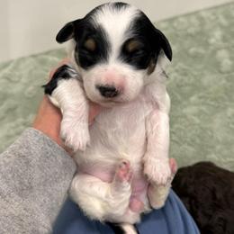 Fancy - Black tri-color female Aussiedoodle puppy in Heber City, Utah from Junipersdoodles