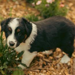 Luna - Black tri-color female Australian Shepherd puppy in Cotati, California from Tried and True Aussies
