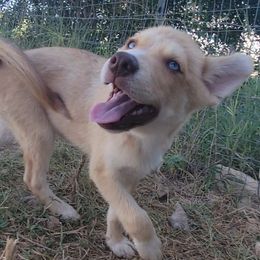 Cedar - Red and white male Pomsky puppy in Weir, Texas from Bluebonnet Pomskies