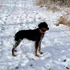 Gigi - French Brittany