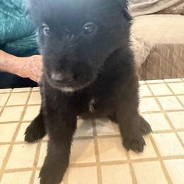 Lime Green Girl (Lima Bean) - Black and white female Belgian Sheepdog puppy in Fort Wayne, Indiana from Tenebras Belgian Sheepdogs