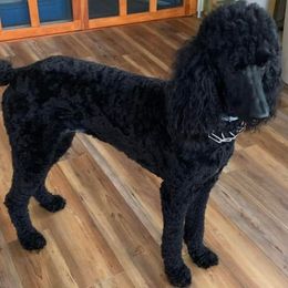Poodles from Home Safe Dog Care